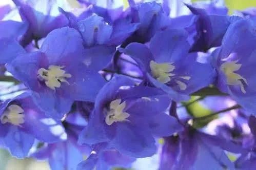 فندق مبيت وإفطار Haus Oberland